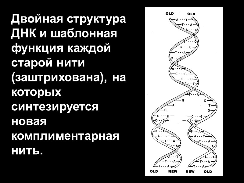 Двойная структура ДНК и шаблонная функция каждой старой нити (заштрихована), на которых синтезируется новая